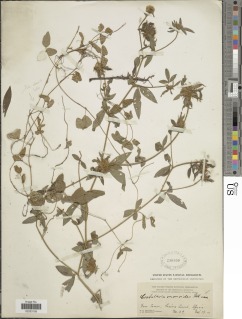 Crotalaria ononoides image