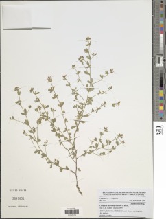 Crotalaria microcarpa image