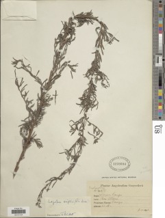 Indigofera simplicifolia image