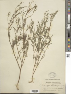 Indigofera stenophylla image