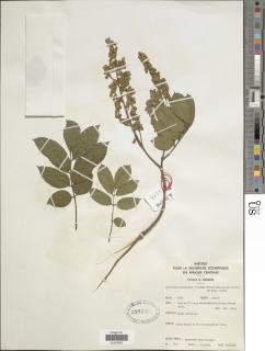Image of Platysepalum violaceum