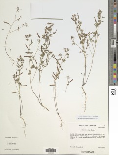Acmispon micranthus image
