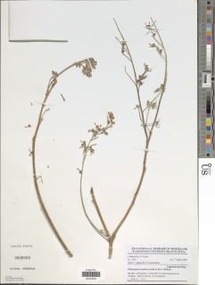Philenoptera laxiflora image