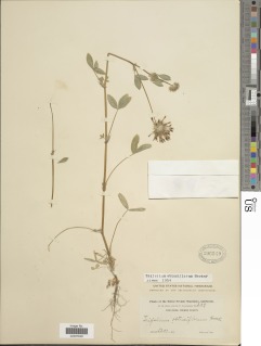 Trifolium obtusiflorum image