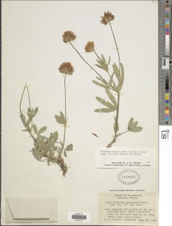 Trifolium longipes subsp. shastense image