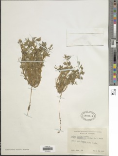 Lupinus bicolor subsp. pipersmithii image