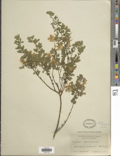 Image of Cytisus candicans