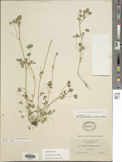 Trifolium trichocalyx image