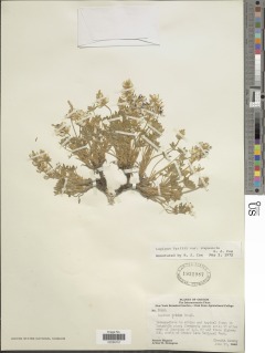 Lupinus lepidus image