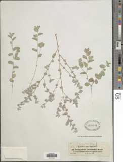 Indigofera cordifolia image