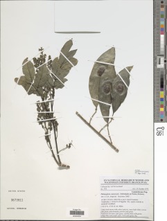 Philenoptera cyanescens image