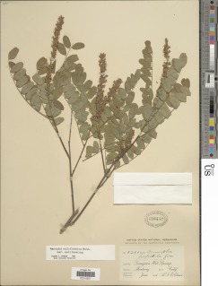 Amorpha californica var. californica image