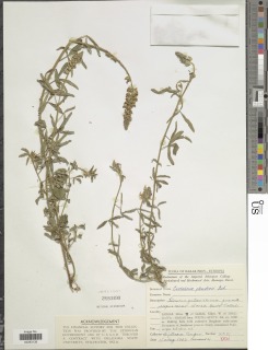 Crotalaria plowdenii image