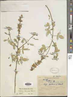 Crotalaria laburnoides image