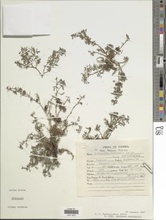 Indigofera circinella image
