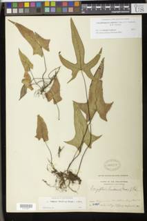 Calciphilopteris wallichii image