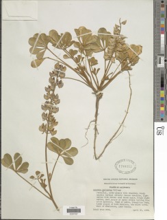 Lupinus sericatus image