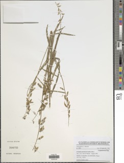 Crotalaria leprieurii image