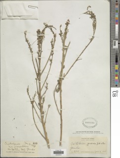 Crotalaria goreensis image