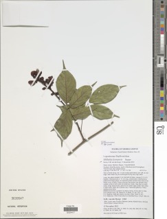 Image of Millettia leonensis
