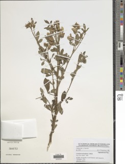Crotalaria lachnophora image