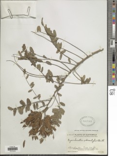 Eysenhardtia adenostylis image