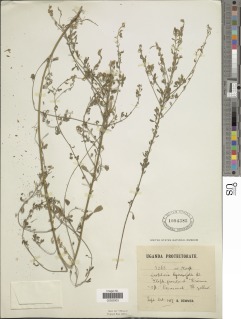 Crotalaria hyssopifolia image