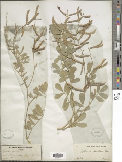 Tephrosia purpurea subsp. apollinea image