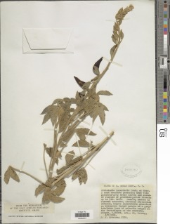 Crotalaria agatiflora image