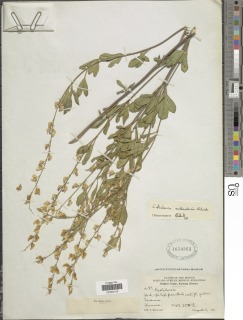 Crotalaria quangensis image