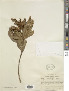 Crotalaria lachnosema image
