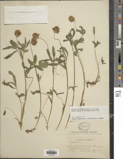 Trifolium longipes subsp. hansenii image