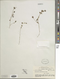 Trifolium usambarense image