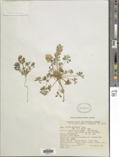 Lupinus brevicaulis image