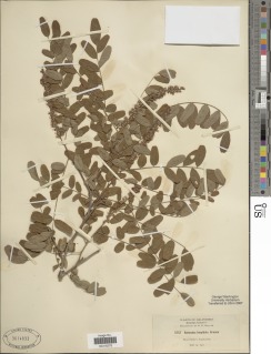 Image of Amorpha hispidula