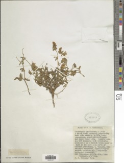 Crotalaria quartiniana image
