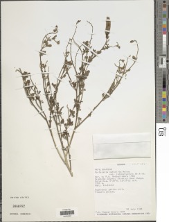 Crotalaria natalitia image