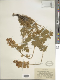 Lupinus grayi image