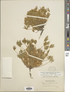 Lupinus lepidus var. utahensis image
