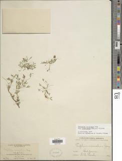 Trifolium monanthum subsp. grantianum image