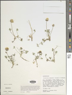 Trifolium jokerstii image