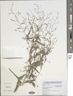 Indigofera paniculata image