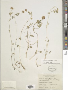 Trifolium siskiyouense image