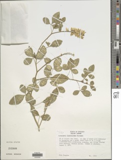 Crotalaria laburnoides image