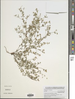 Crotalaria microcarpa image
