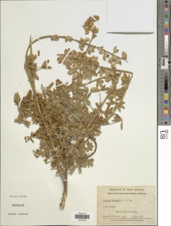 Lupinus albifrons var. abramsii image