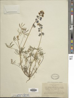 Lupinus vallicola subsp. vallicola image