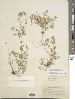 Trifolium monanthum subsp. parvum image