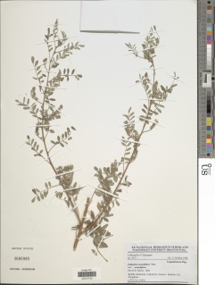 Indigofera secundiflora image