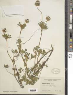 Image of Trifolium amoenum